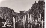 AS - ILUSTRATA 1210, VEDERE DE LA LACUL ROSU, ANUL 1961
