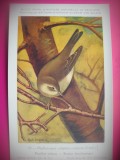 HOPCT 6262 PHYLOSCOPUS COLLYBITA COLLYBITA -PASARI-FAUNA EUROPA-CP CHROMO LITHO -MUZEUL REGAL STIINTE NATURALE BELGIA-NECIRCULATA, Printata