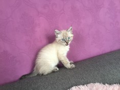 Pisica Ragdoll Lynx point foto