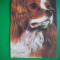 HOPCT 81151 SPANIEL KING CHARLES CAINE / CAINI FELICITARE -NECIRCULATA