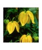 Clematis Bill MacKenzie GT C2 Tangutica G., Oem