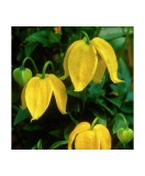 Clematis Bill MacKenzie GT C2 Tangutica G., Oem