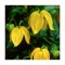 Clematis Bill MacKenzie GT C2 Tangutica G.
