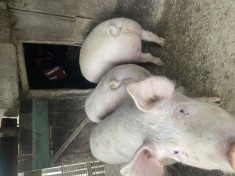Vand porci intre 90-130kg