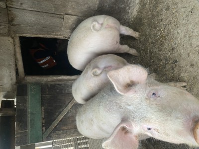 Vand porci intre 90-130kg foto