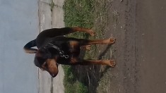 Copoi ardelenesc caine de vanatoare foto