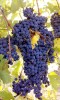 Struguri pentru vin, soi merlot