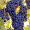 Struguri pentru vin, soi merlot