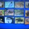 HOPCT LOT NR 67 / 12 CARTONASE -ANIMALE DE PRETUTIDENI / FAUNA- ITALIA