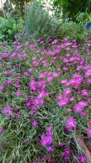 Floare de ghea?a , delosperma , floare de cristal , violet foto