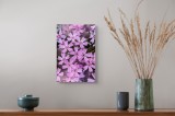 Tablou Canvas, "Flori delicate &icirc;n nuanțe rozalii", Flori, Roz, Fragilitate, Natură, Delicat, Petale, Primăvară, Viu, Textură, Estetică, 26 x 39 cm, CM