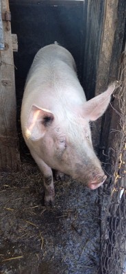 Animale domestice foto