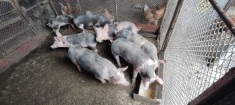 Purcei,10 saptamani,rasa pietrean(Pietrain) foto