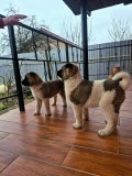 Pui akita american