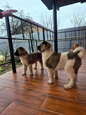 Pui akita american
