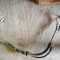 conducte clima / ac OPEL Vectra C - model 2005 -