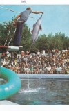 AMS - ILUSTRATA 1076, CONSTANTA - SPECTACOL LA DELFINARIU, CIRCULATA