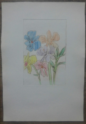 Flori// gravura colorata, pointe seche foto