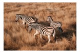 Tablou Canvas, "Zebre &icirc;n savana africană aurie", Zebre, Căprioare, Savana, Iarbă, Natură, Peisaj, Africă, Animal, Turmă, Dungat, 39 x 26 cm, CMCLASS