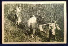 FEMEI IN COSTUME POPULARE , COBORAND DEALUL , CARTE POSTALA ILUSTRATA , MONOCROMA , NECIRCULATA , PERIOADA INTERBELICA foto