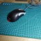 Mouse pc retro Microsoft IntelliMouse Optical