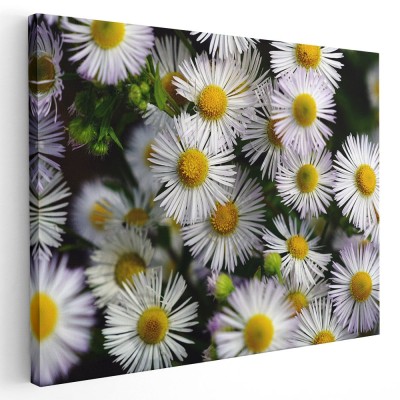 Tablou flori de musetel Tablou canvas pe panza CU RAMA 20x30 cm foto
