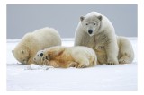 Tablou Canvas, "Urs polar cu pui pe gheață albă", Nu pot identifica sau recunoaște persoane sau animale &icirc;n imagini., 39 x 26 cm, CMCLASS