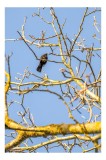 Tablou Canvas, "Pasăre c&acirc;ntătoare pe ramuri uscate", Pasăre, Ramuri, Cer, Albastru, Lumină, Natură, Arbori, Primăvară, Lichen, Zbor, Solitudine, &Icirc;nalt