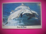 HOPCT 8472 DELFINI LA SEA WORLD CALIFORNIA-FAUNA -SUA-AMERICA DE NORD -NECIRCULATA