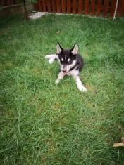 Pui de husky foto