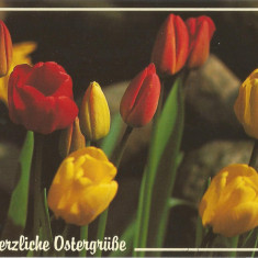 Germania, carte postala, felicitare de Pasti, circulata in Romania, 1992