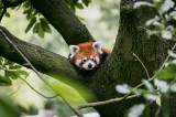 Tablou Canvas, "Panda roșu odihnindu-se &icirc;n copac", Red Panda, Tree, Resting, Leaves, Nature, Adorable, Wildlife, Branches, 39 x 26 cm, CMCLASS