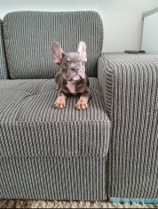 Bulldog francez femela 5 luni foto