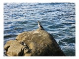 Tablou Canvas, "Cormoran solitar pe st&acirc;nca marină", Piatra, Apă, Pasăre, Ocean, Valuri, Cer, Natură, Singurătate, Liniște, Coastă, 39 x 26 cm, CMCLASS