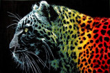 Cumpara ieftin Covor Modern Kolibri Black Leopard 11016 - 160x230, Negru
