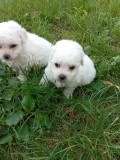 Bichon maltez freez mini toy