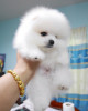 Pomeranian-boo