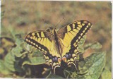 bnk cp Fauna - fluturi - Coada randunicii - necirculata