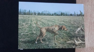 Colecția c&amp;acirc;ini de rasă foto