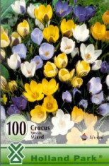 Crocus Botanical mixed ( 100 bulbi ) foto
