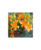 Crin, Lilium Eremo,16/18, Portocaliu, 1 bulb, Oem
