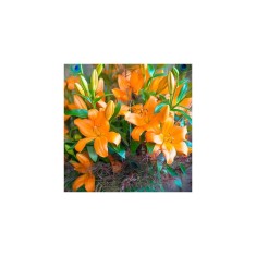 Crin, Lilium Eremo,16/18, Portocaliu, 1 bulb