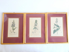Set 3 tablouri Vintage- Print Botanic foto