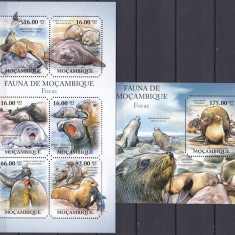 DB1 Fauna Foci Mozambic MS + SS MNH