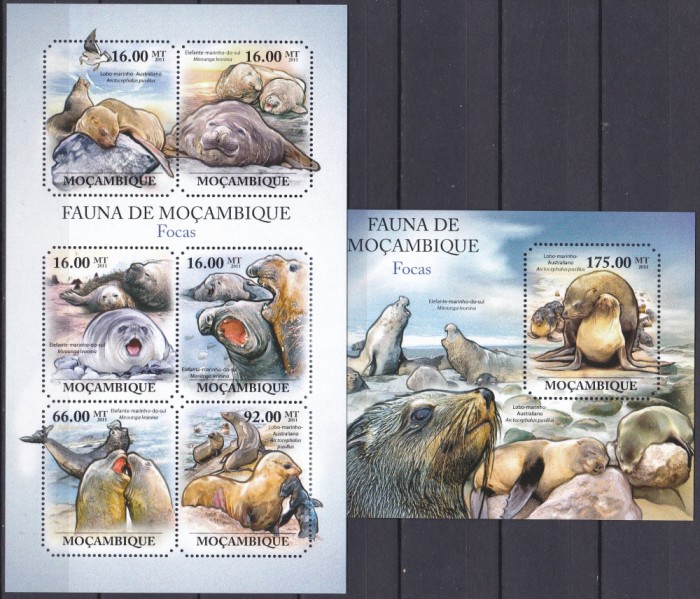 DB1 Fauna Foci Mozambic MS + SS MNH