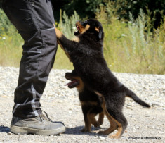 Catei Rottweiler, cu pedigree din parinti arbitrati foto