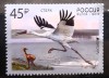 Rusia 2019 pasari fauna Europa cept 1v. nestampilat