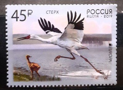 Rusia 2019 pasari fauna Europa 1v. nestampilat foto