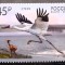 Rusia 2019 pasari fauna Europa cept 1v. nestampilat