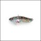CICADA STRIKE PRO 4,5CM/9,1G CYBER VIBE JU008